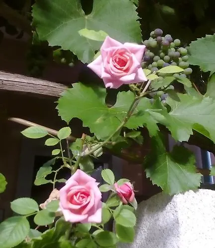 Yelena Rose West Appartement