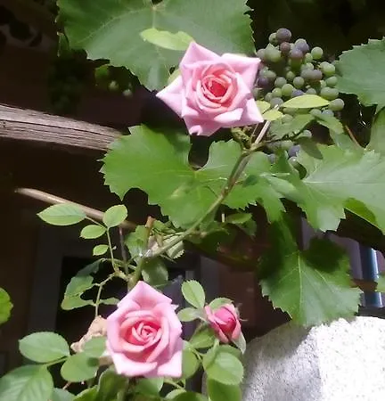 Yelena Rose West Apartment